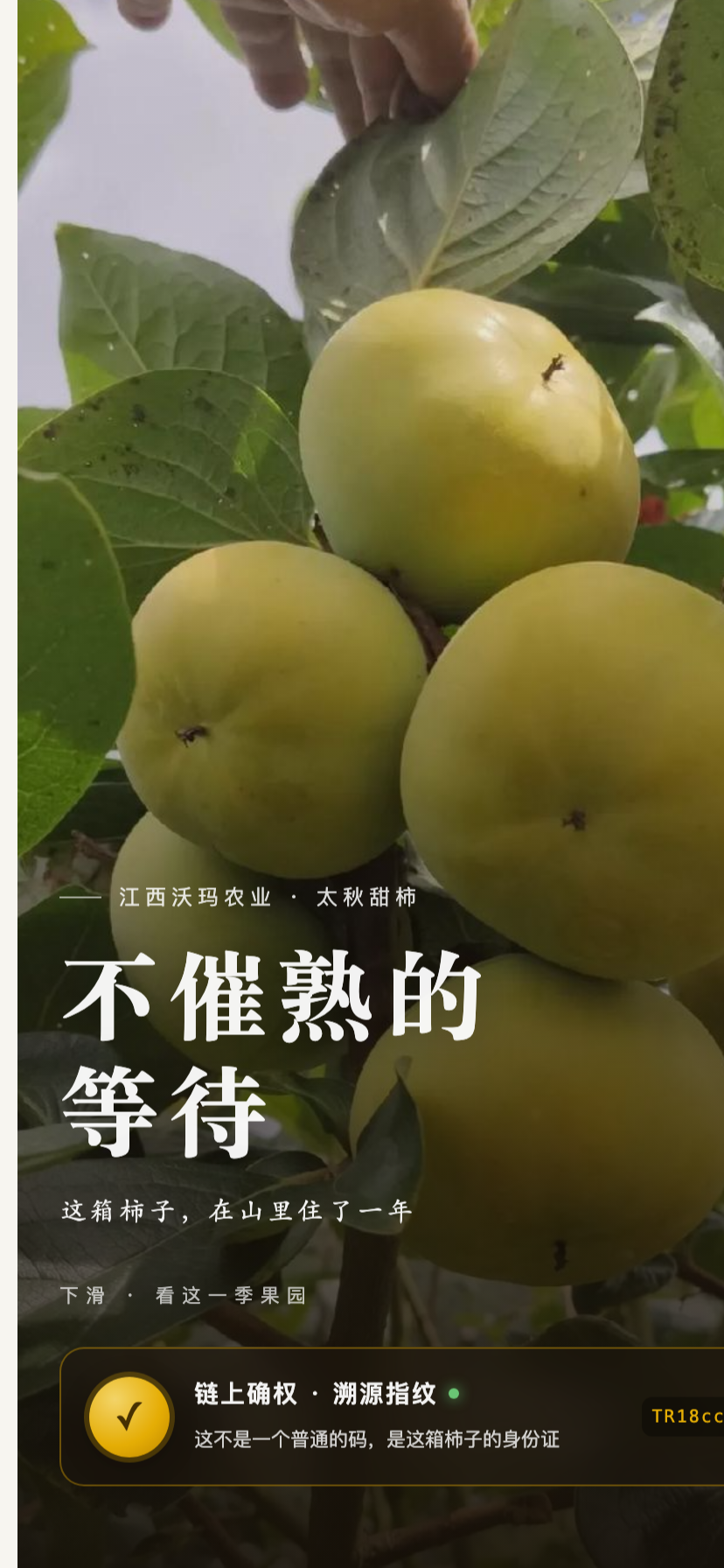 消费者扫码溯源落地页(沃玛农业 · 太秋甜柿)
